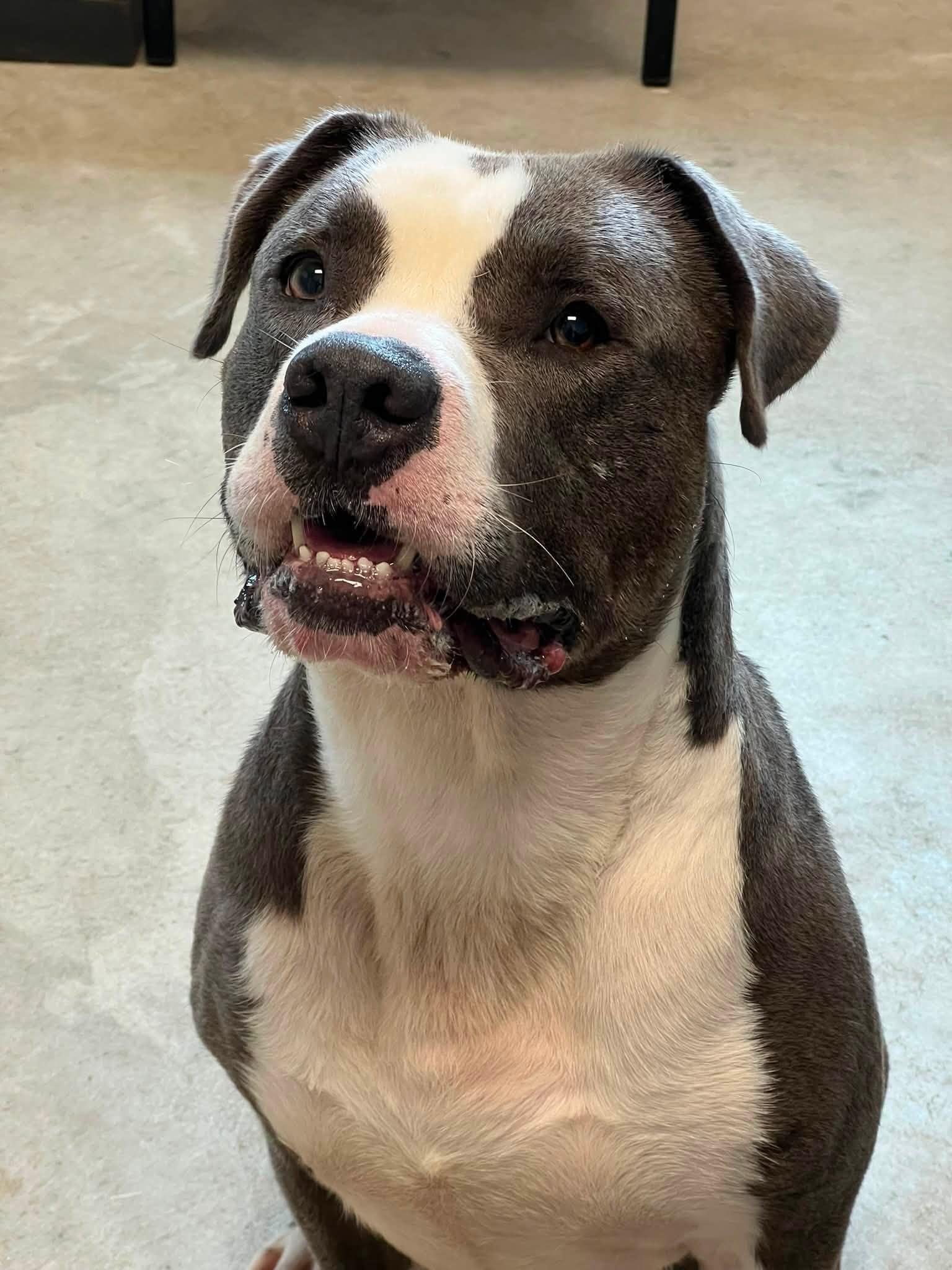 Enlarge Prince, a Adoptable Pit Bull Terrier in Homer Glen, IL image 2/6