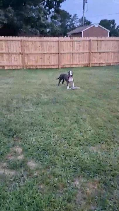 Enlarge Prince, a Adoptable Pit Bull Terrier in Homer Glen, IL video 3/6