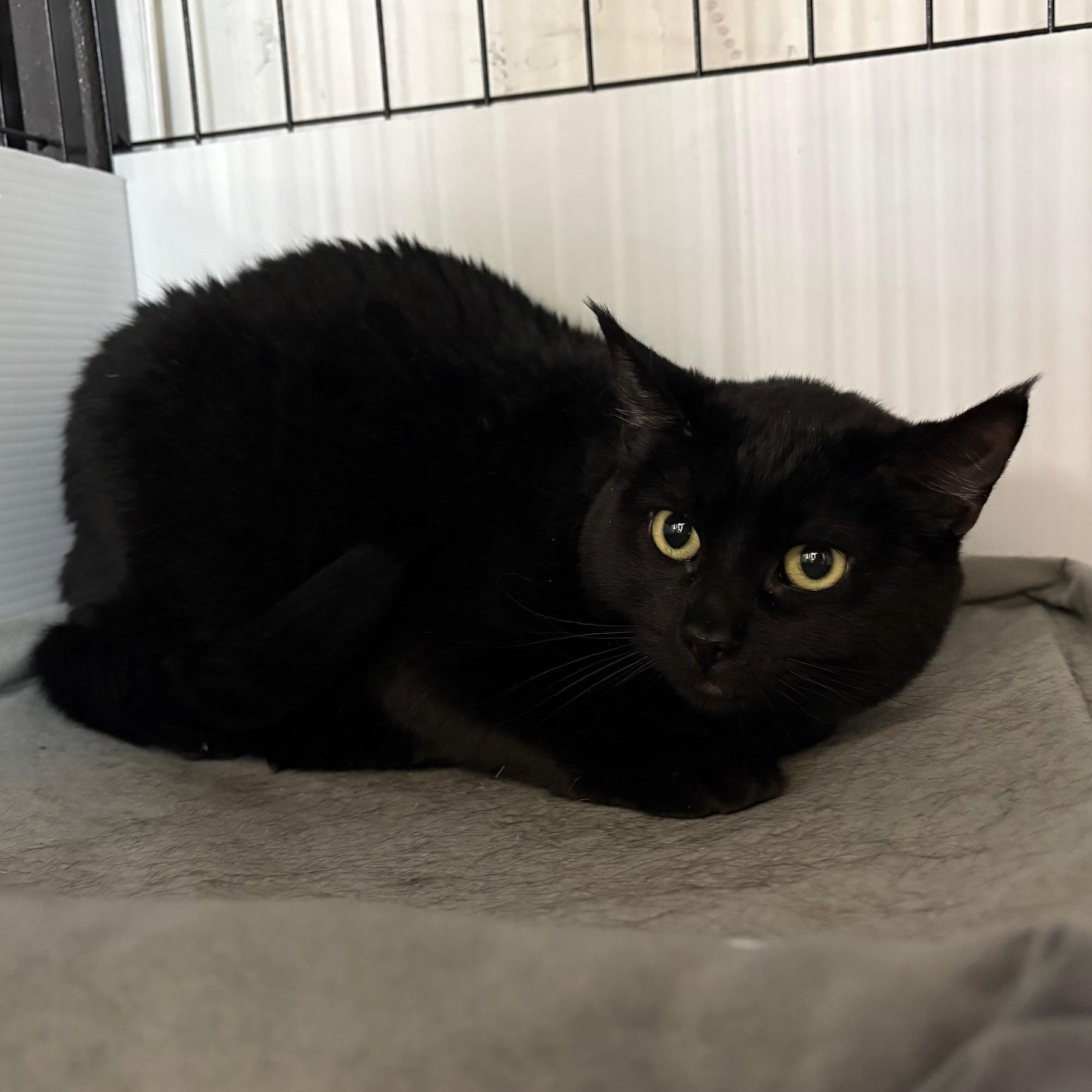 Miss Mable, adopted, Adult Female Domestic Short Hair.