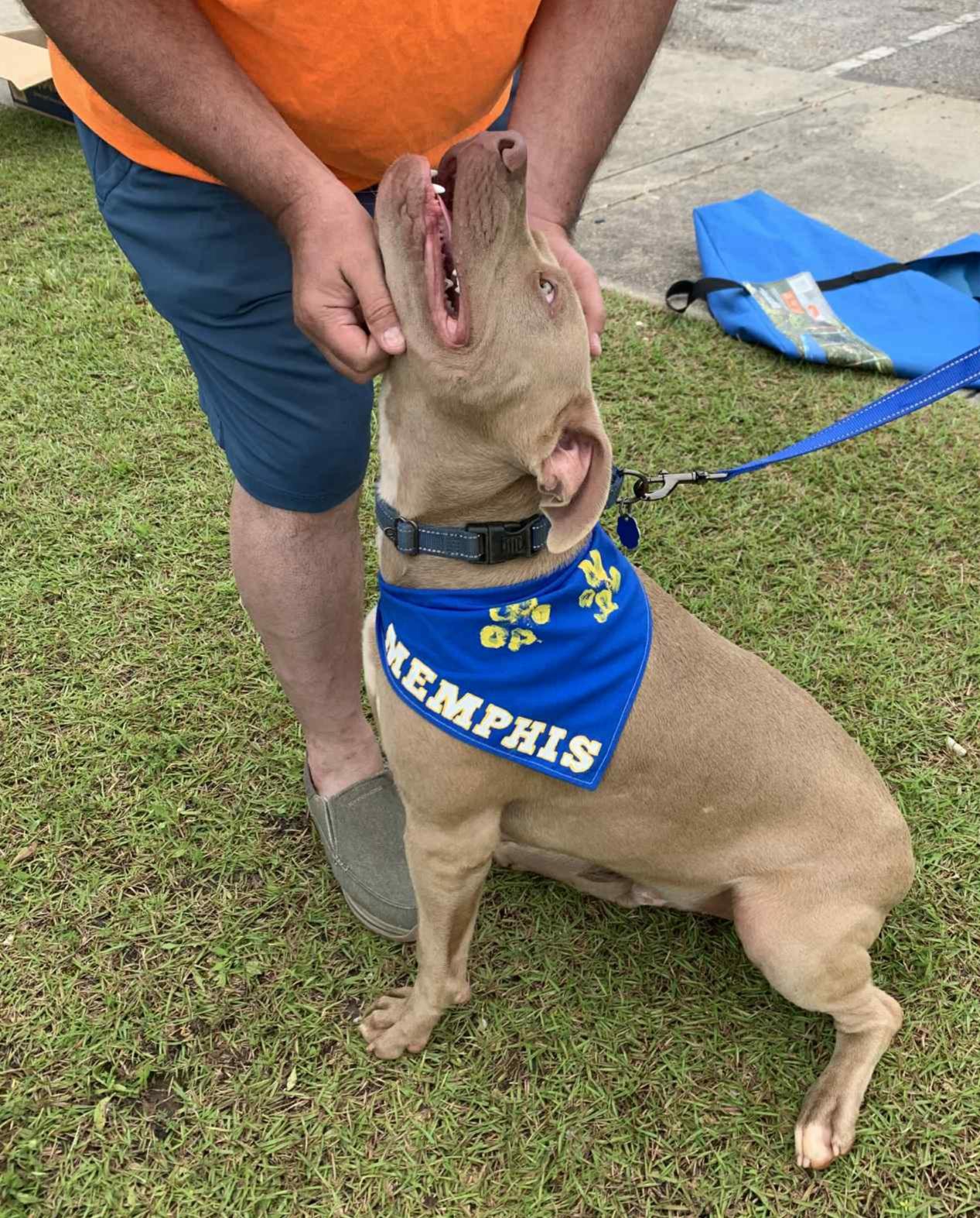 Memphis, an adoptable Pit Bull Terrier, Weimaraner in Roanoke, AL, 36274 | Photo Image 2