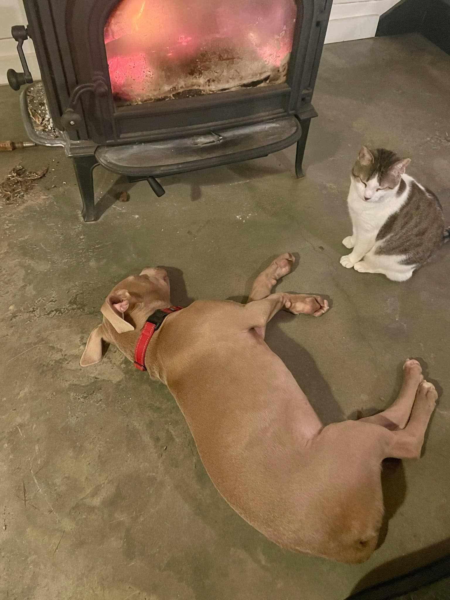 Memphis, an adoptable Pit Bull Terrier, Weimaraner in Roanoke, AL, 36274 | Photo Image 2