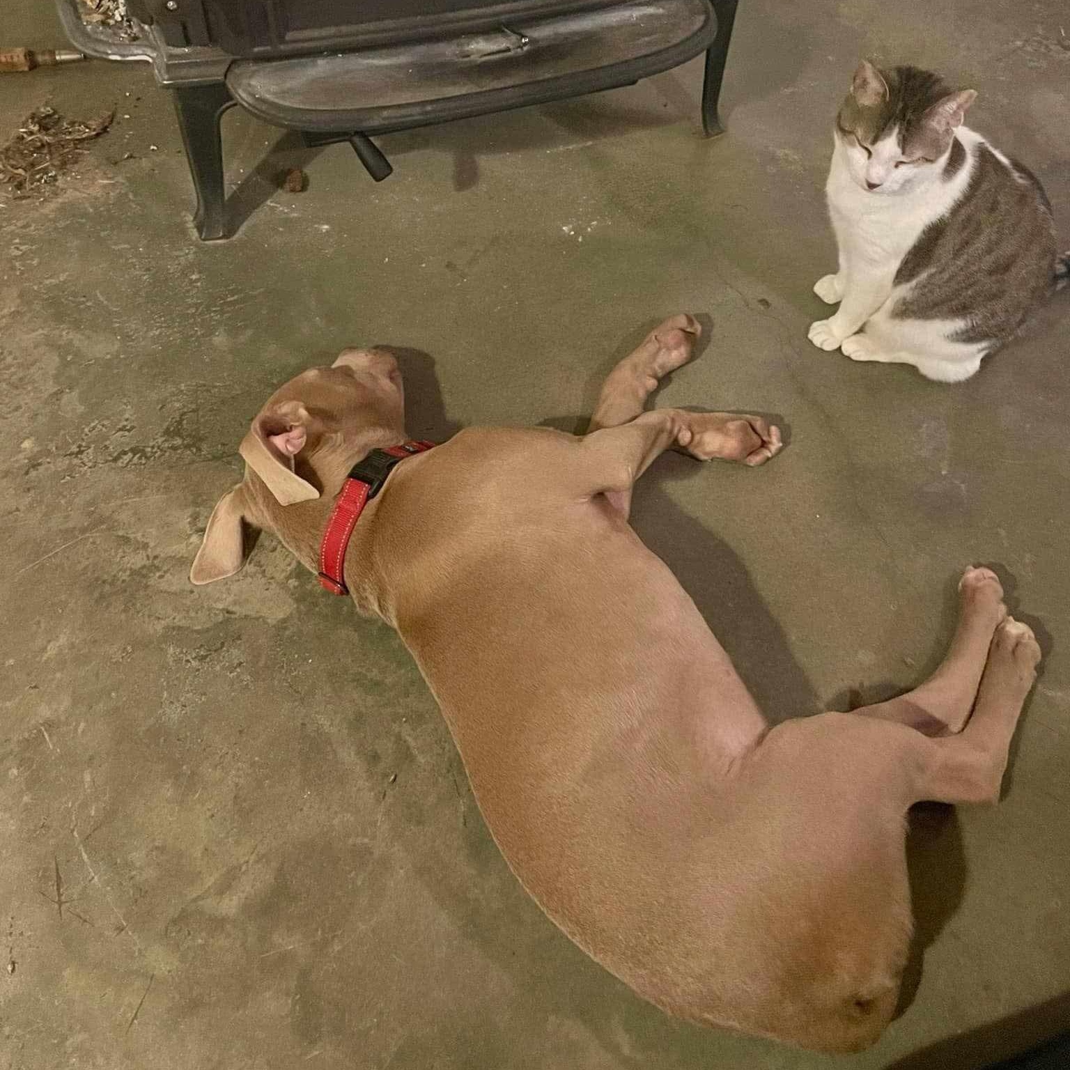 Enlarge Memphis, a Adoptable mixed breed in Roanoke, AL image 2/6