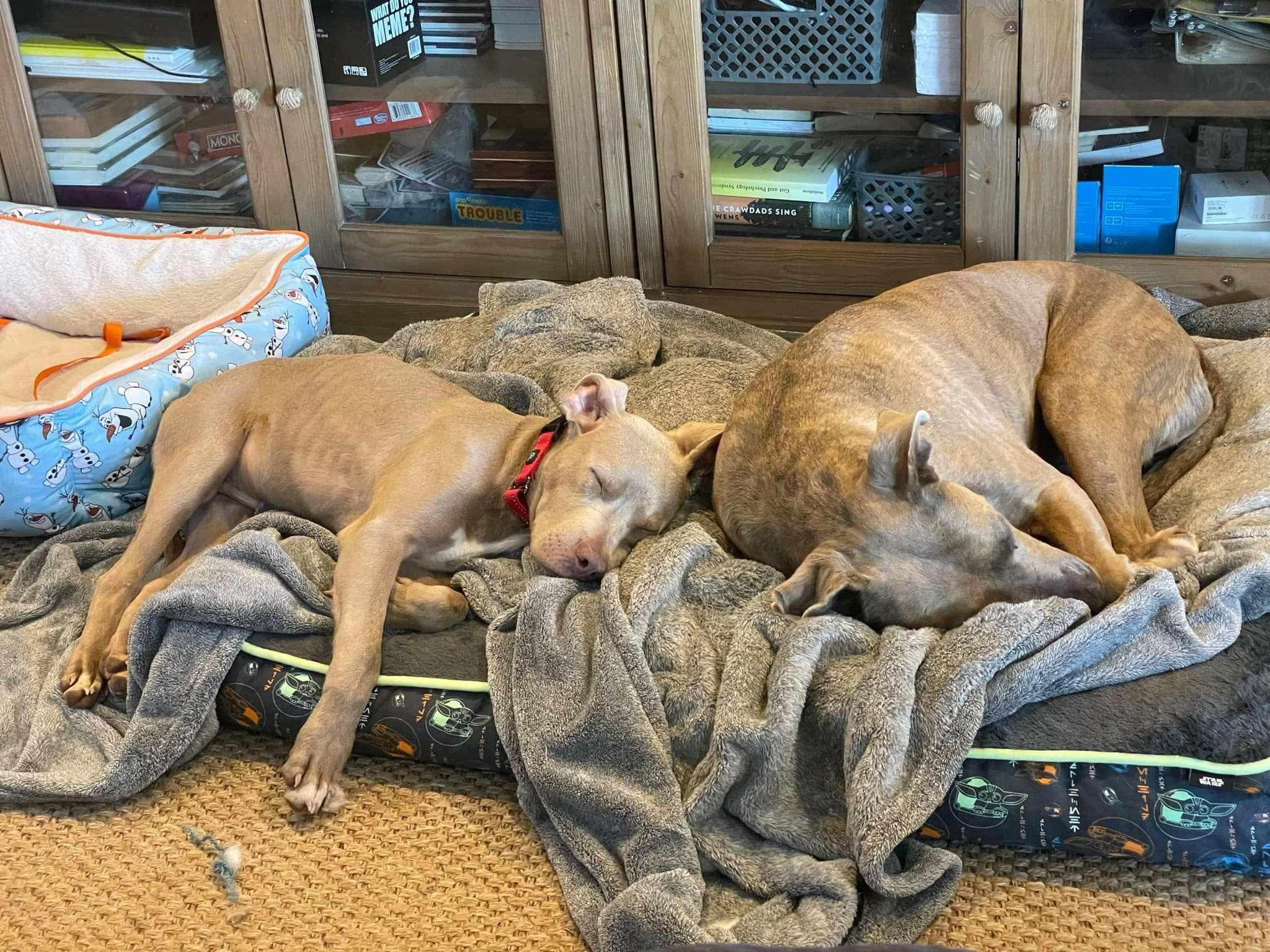 Memphis, an adoptable Pit Bull Terrier, Weimaraner in Roanoke, AL, 36274 | Photo Image 6