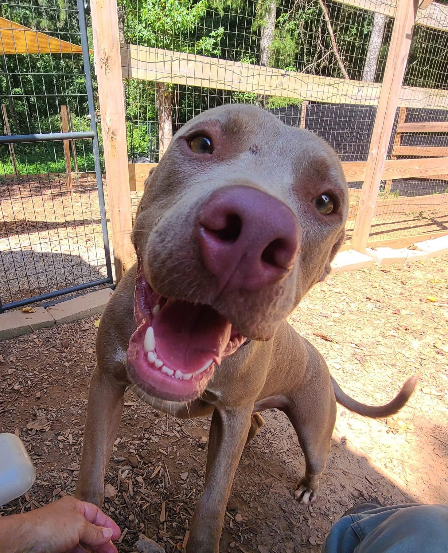 Memphis, an adoptable Pit Bull Terrier, Weimaraner in Roanoke, AL, 36274 | Photo Image 4