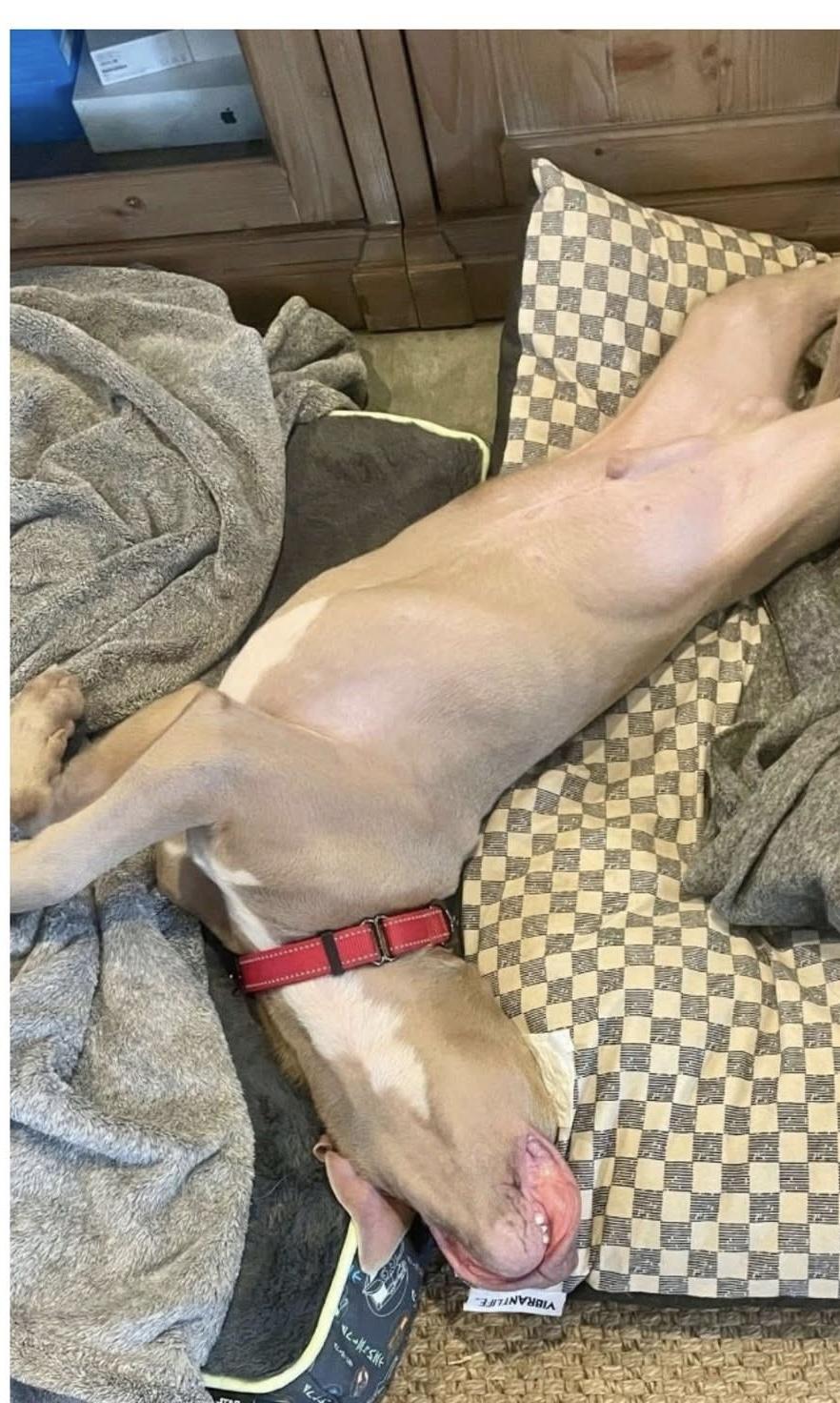 Memphis, an adoptable Pit Bull Terrier, Weimaraner in Roanoke, AL, 36274 | Photo Image 3