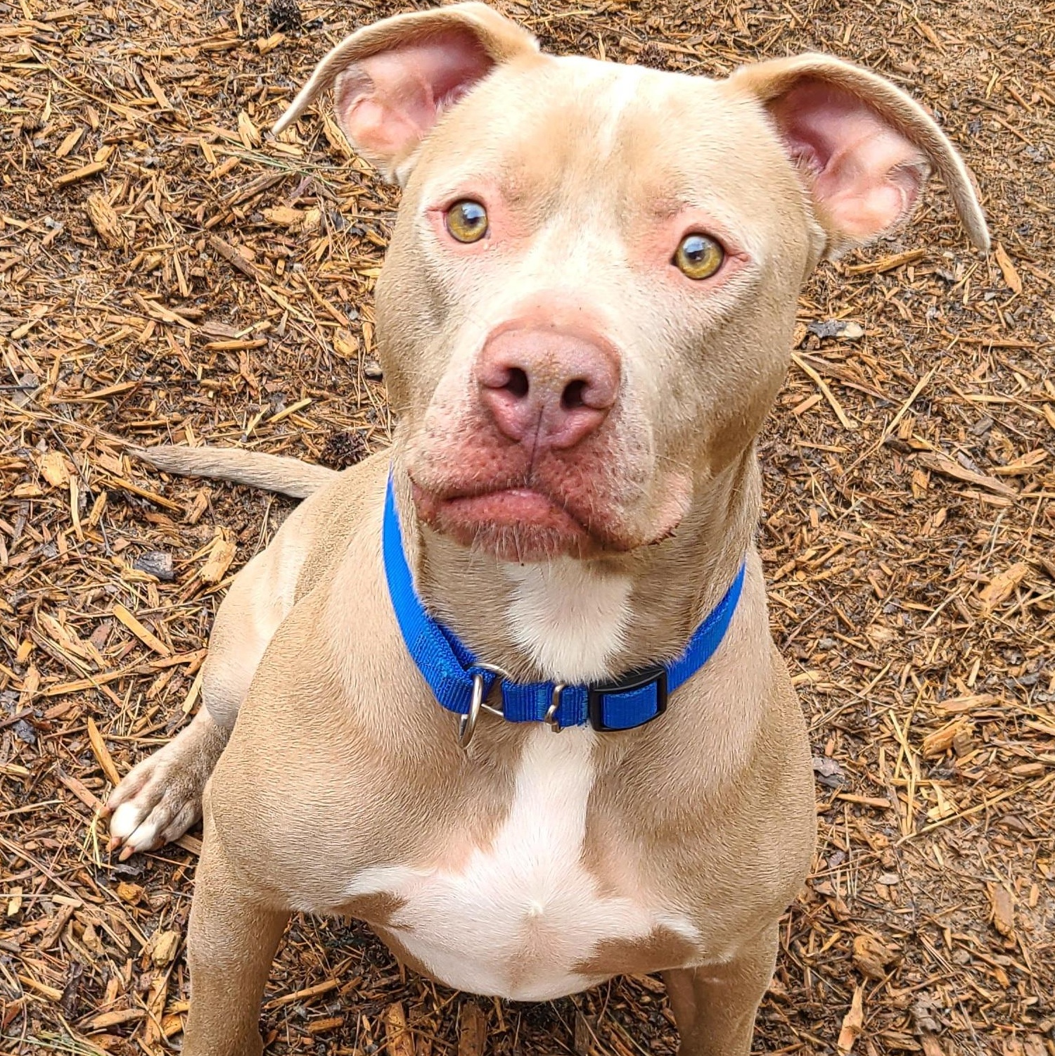 Enlarge Memphis, a Adoptable mixed breed in Roanoke, AL image 2/5