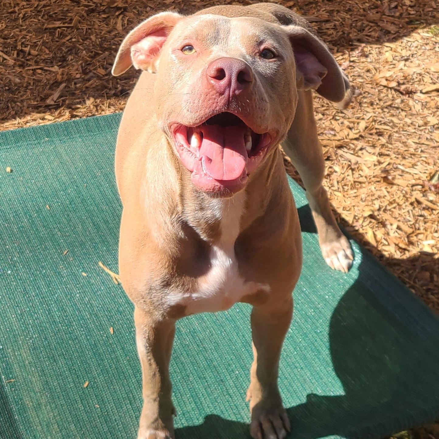 Enlarge Memphis, a Adoptable mixed breed in Roanoke, AL image 1/5