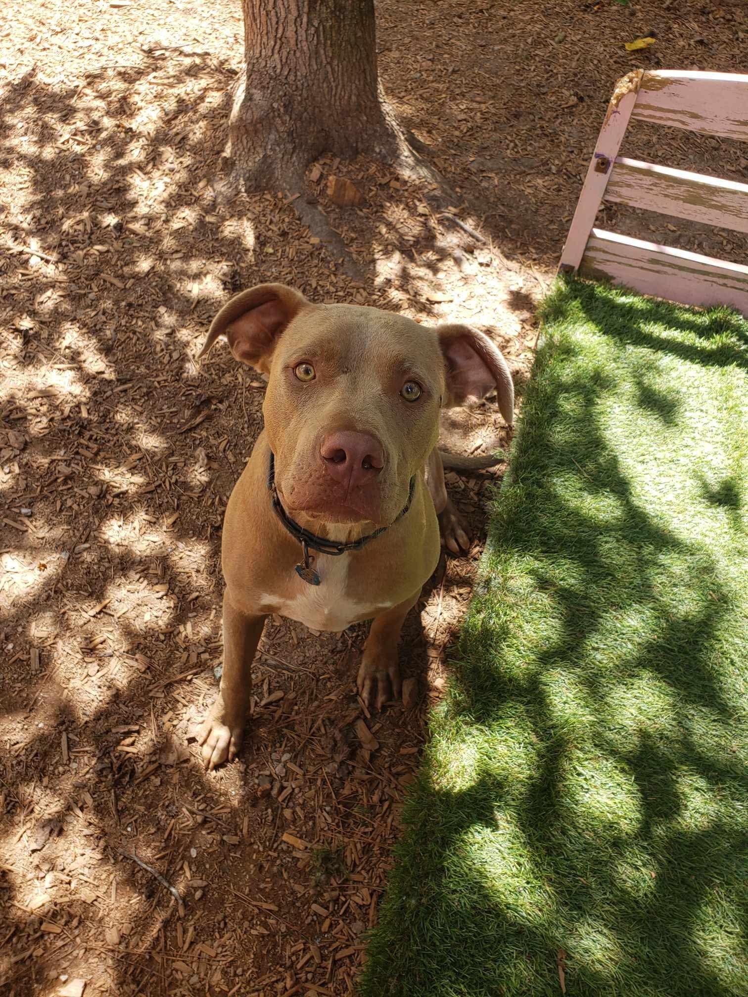 Memphis, a Adoptable mixed breed in Roanoke, AL image 4/4