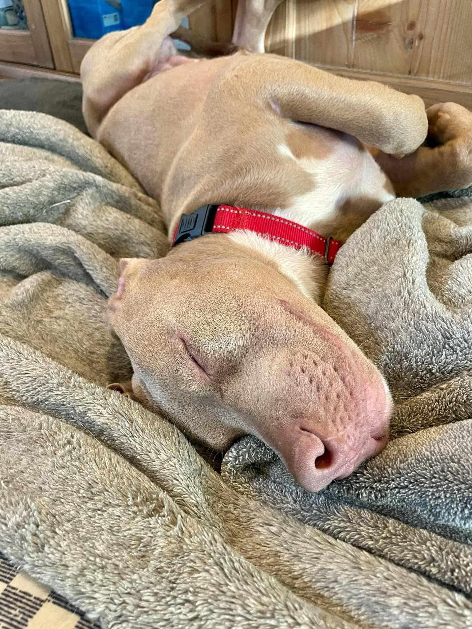 Memphis, a Adoptable mixed breed in Roanoke, AL image 2/4