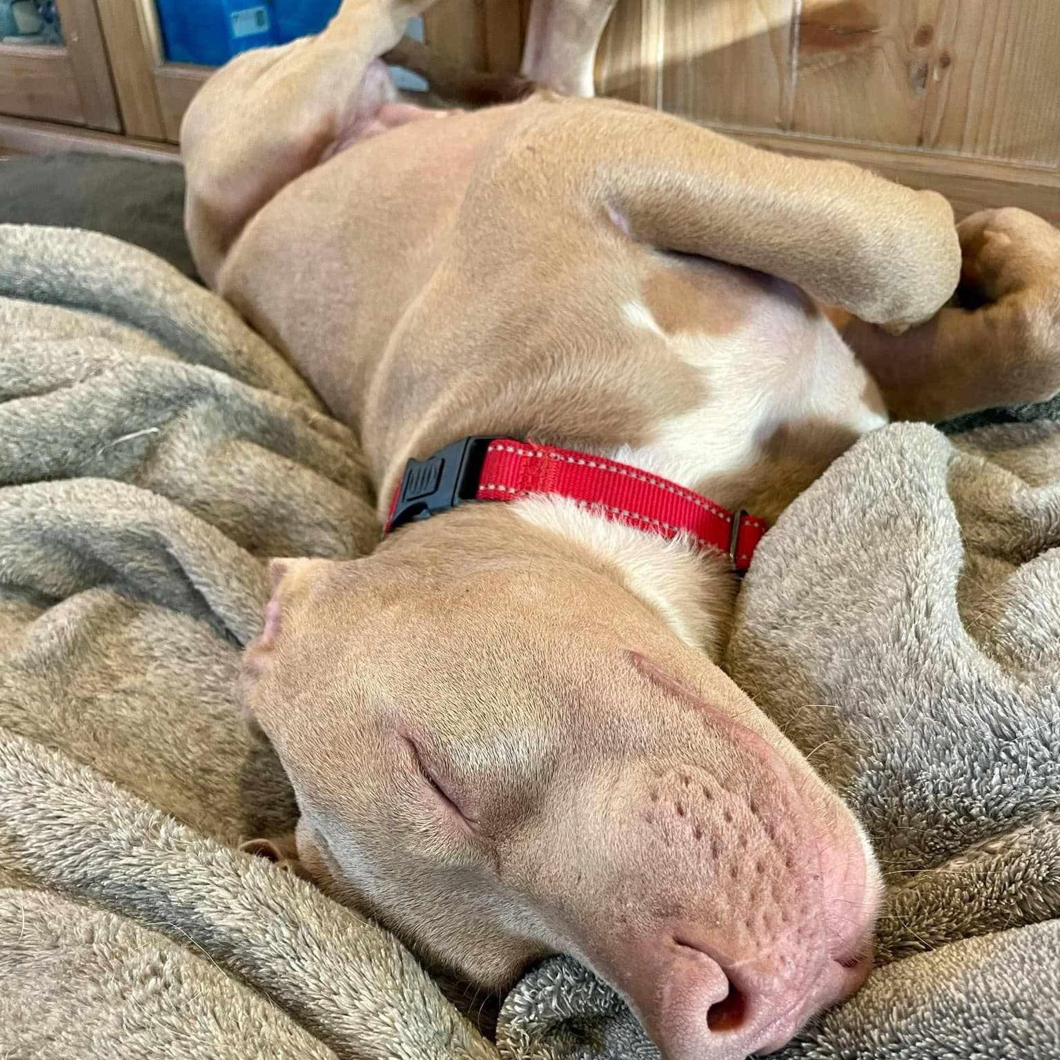 Enlarge Memphis, a Adoptable mixed breed in Roanoke, AL image 4/5