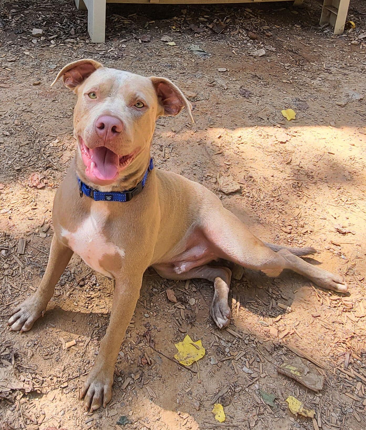 Enlarge Memphis, a Adoptable mixed breed in Roanoke, AL image 1/1