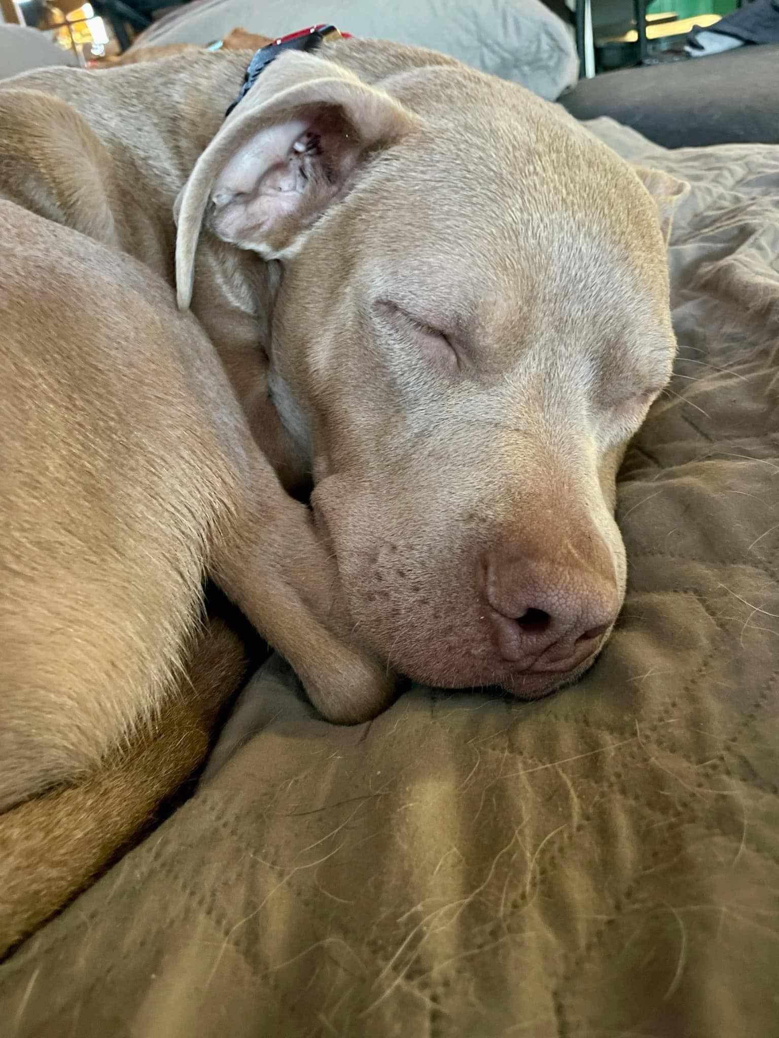 Memphis, an adoptable Pit Bull Terrier, Weimaraner in Roanoke, AL, 36274 | Photo Image 5