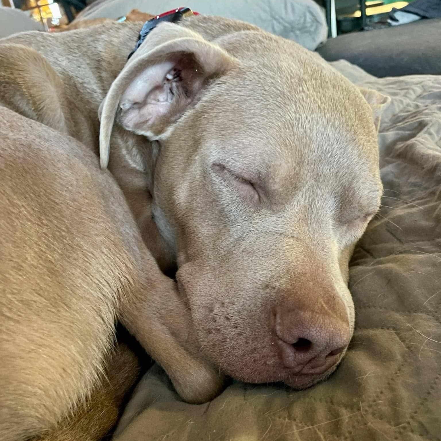 Enlarge Memphis, a Adoptable mixed breed in Roanoke, AL image 5/5