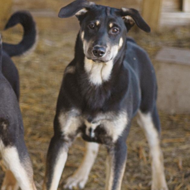 Kira, Adoptable, Young Female German Shepherd Dog & Husky.