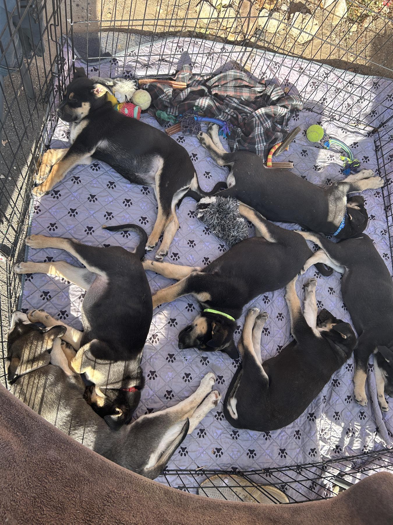 Enlarge Kira, a Adoptable mixed breed in LAMPASAS, TX image 5/6