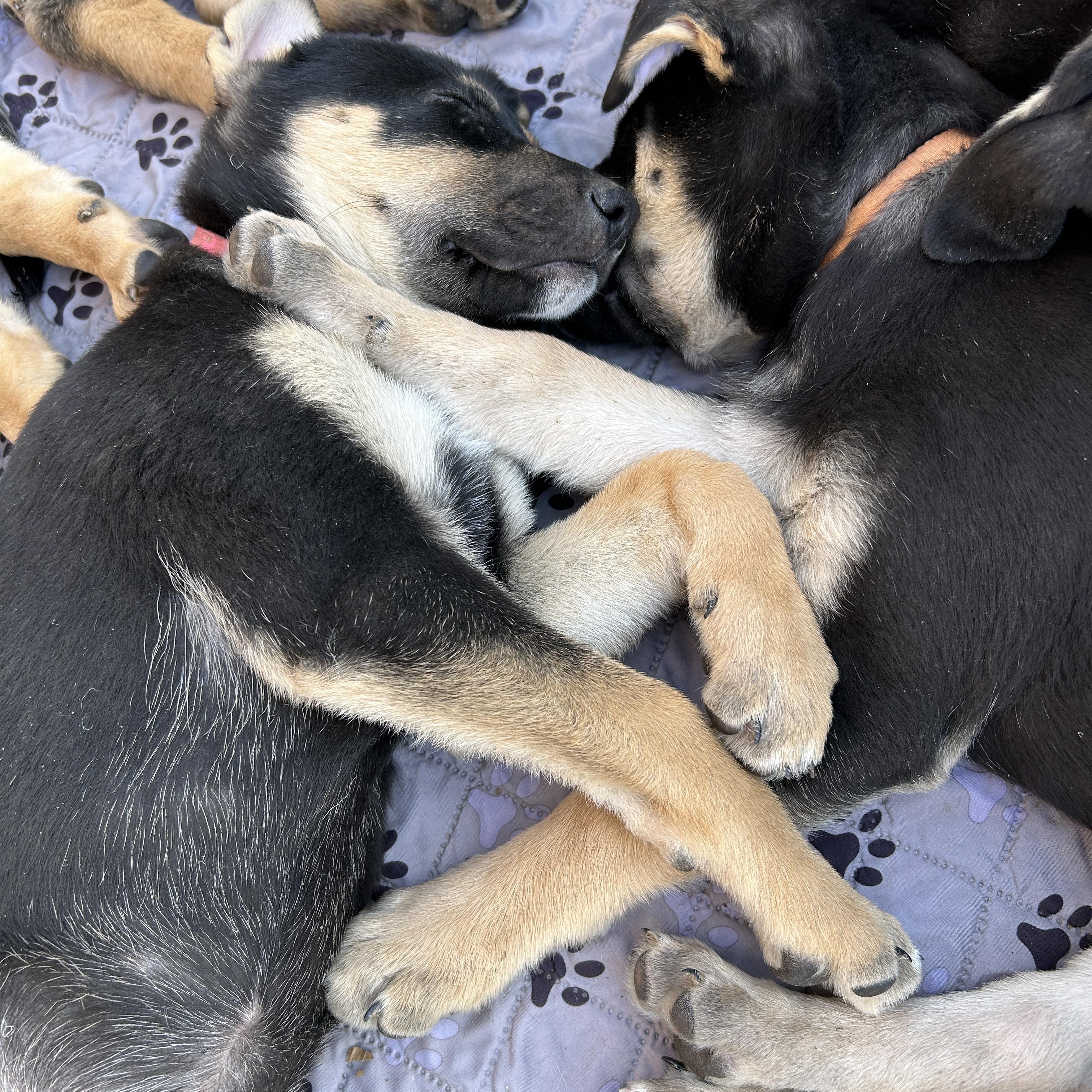 Enlarge Kira, a Adoptable mixed breed in LAMPASAS, TX image 6/6