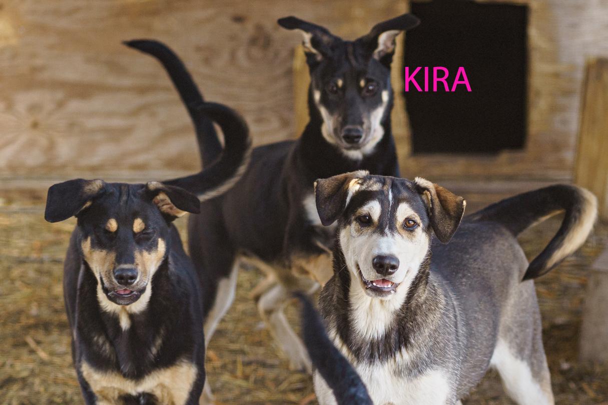 Enlarge Kira, a Adoptable mixed breed in LAMPASAS, TX image 3/6