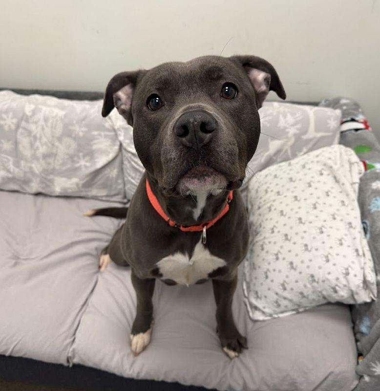 Blanche, a ADOPTABLE mixed breed in Berkeley, CA image 4/5