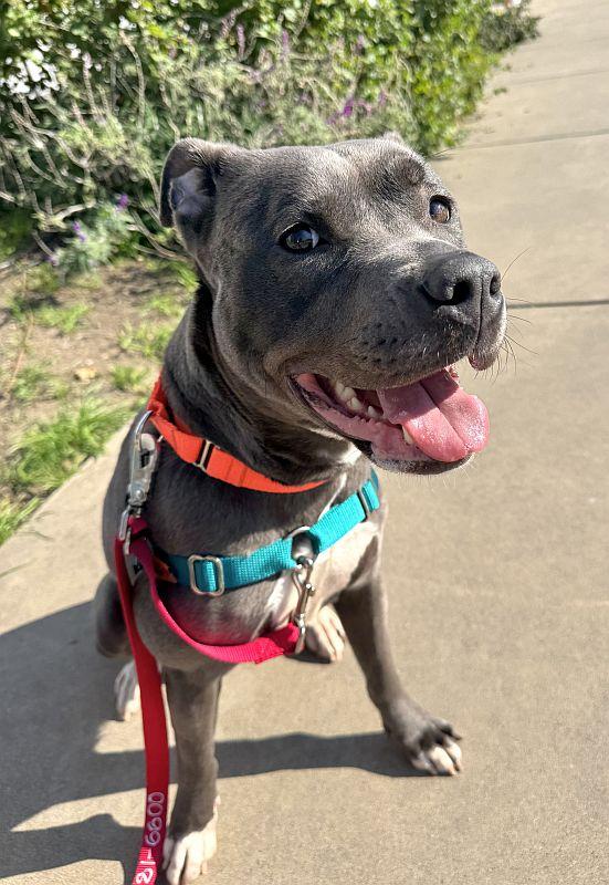 Blanche, a ADOPTABLE mixed breed in Berkeley, CA image 2/5