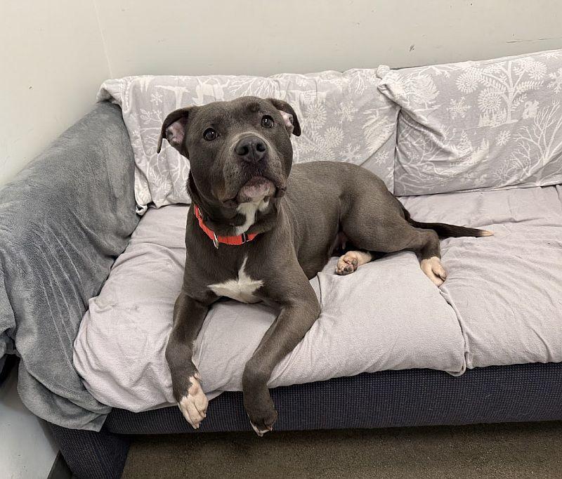 Blanche, a ADOPTABLE mixed breed in Berkeley, CA image 5/5