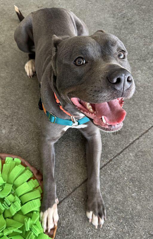 Blanche, a ADOPTABLE mixed breed in Berkeley, CA image 3/5