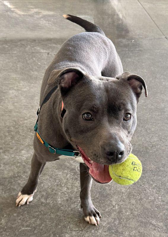 Blanche, a ADOPTABLE mixed breed in Berkeley, CA image 1/5