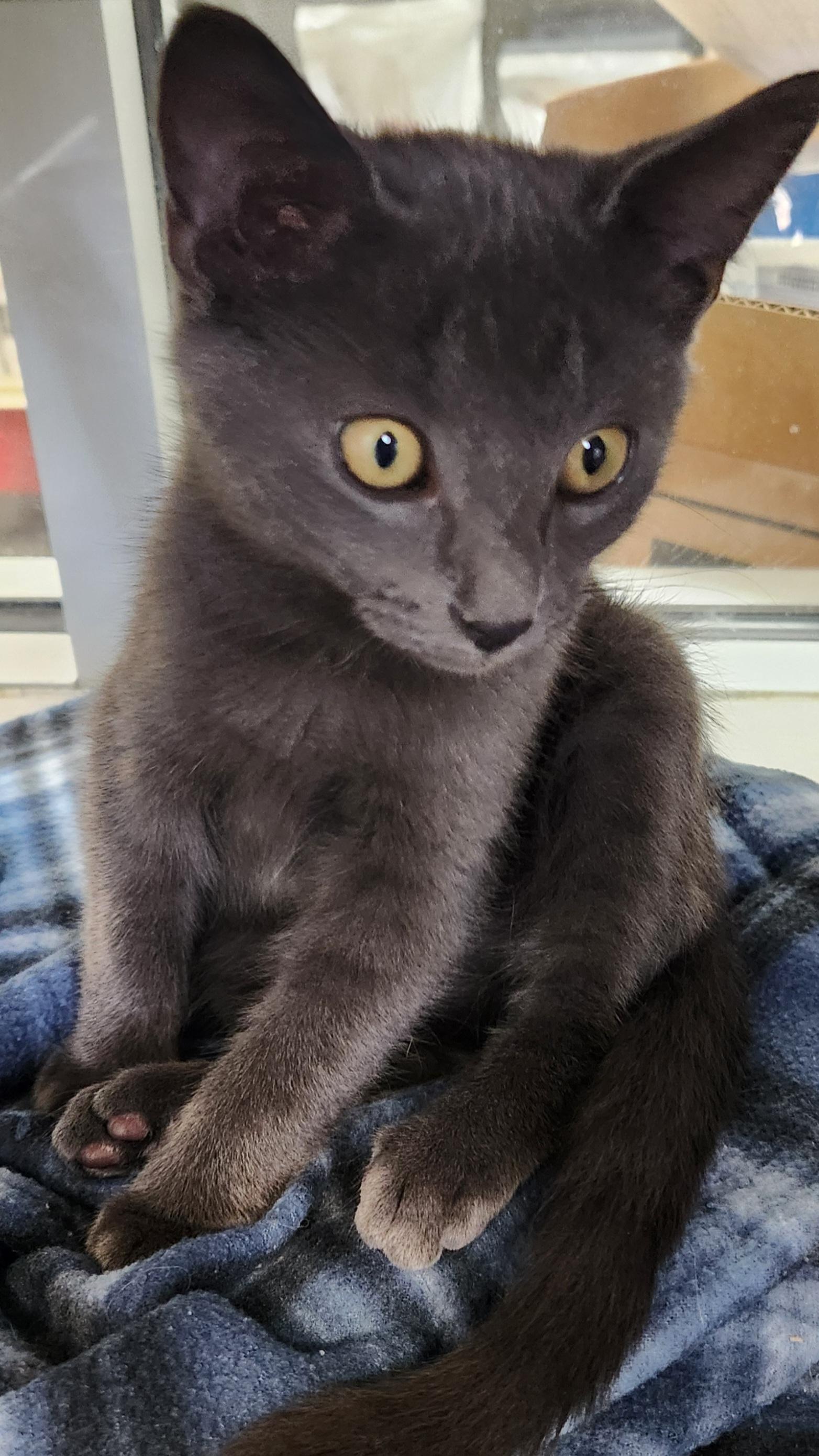 Enlarge Mookie Magic , an adopted Domestic Short Hair in Houston, TX image 3/4