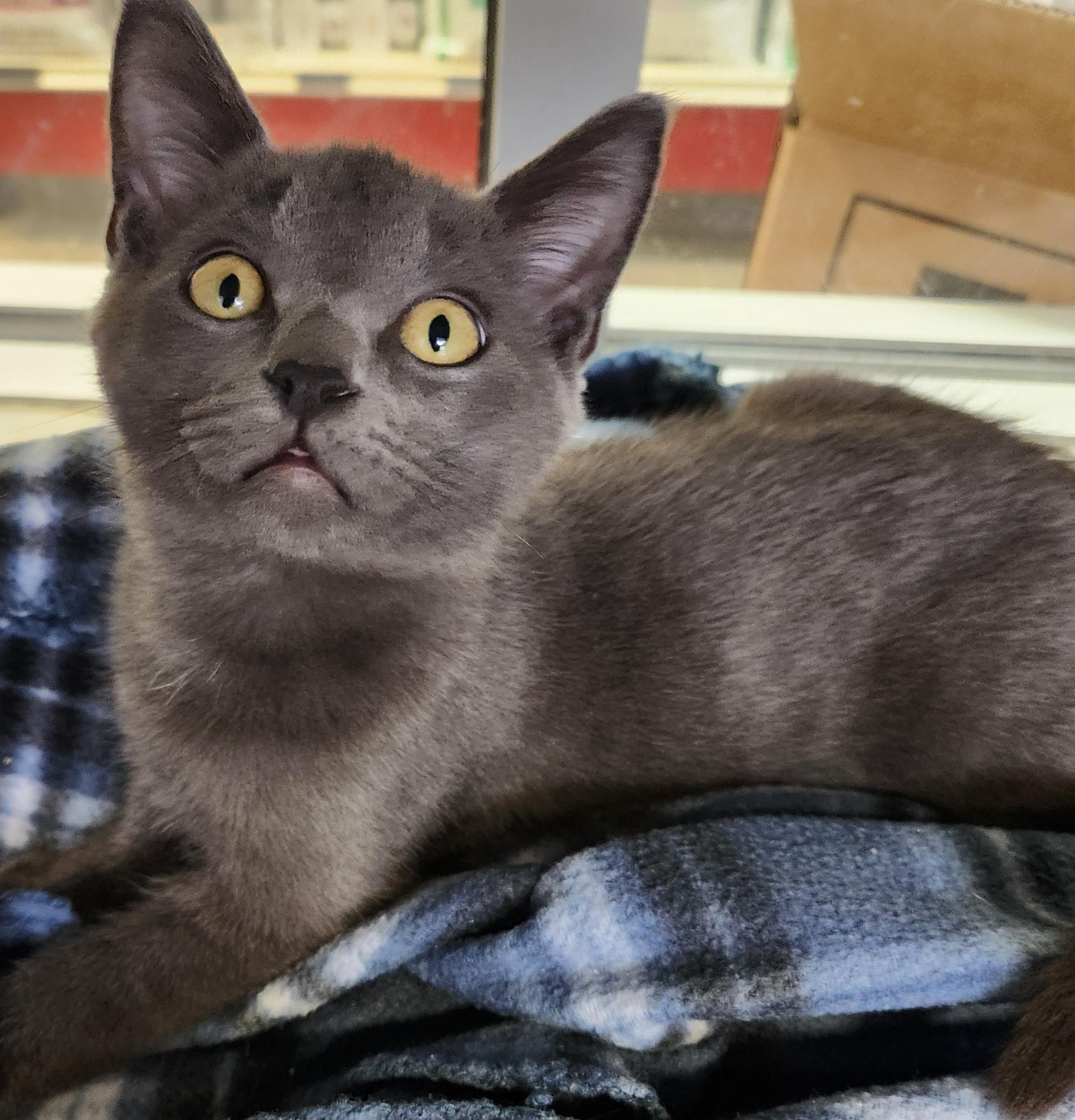 Enlarge Mookie Magic , an adopted Domestic Short Hair in Houston, TX image 1/4