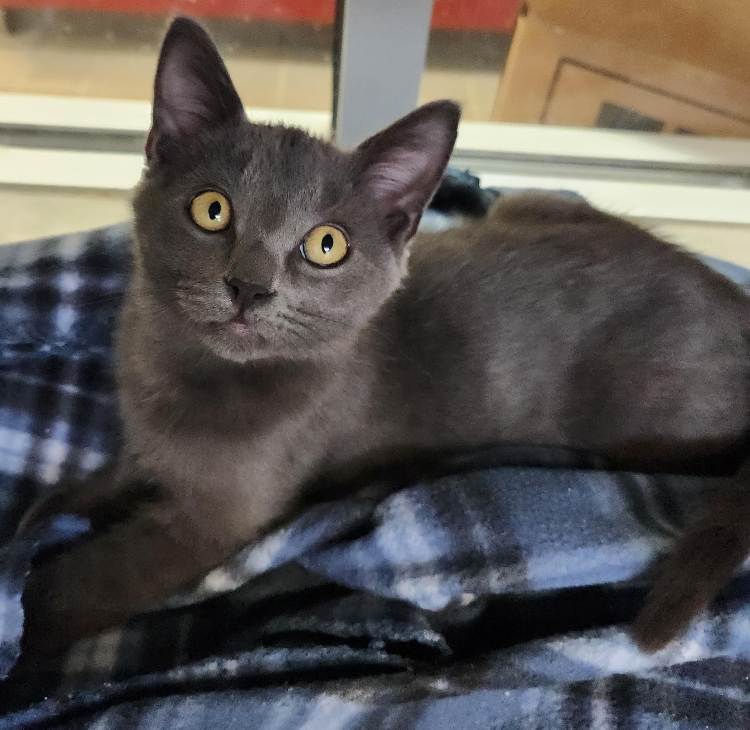 Enlarge Mookie Magic , an adopted Domestic Short Hair in Houston, TX image 2/4