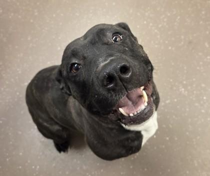 Zebe, Adoptable, Adult Female Pit Bull Terrier & Mixed Breed.