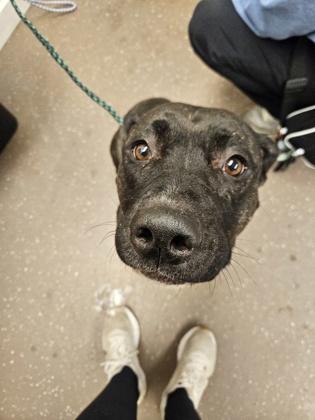 Zebe, a Adoptable mixed breed in South Bend, IN image 4/4