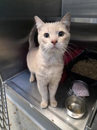 Hanx, Adoptable, Adult Male Domestic Short Hair & Domestic Short Hair.