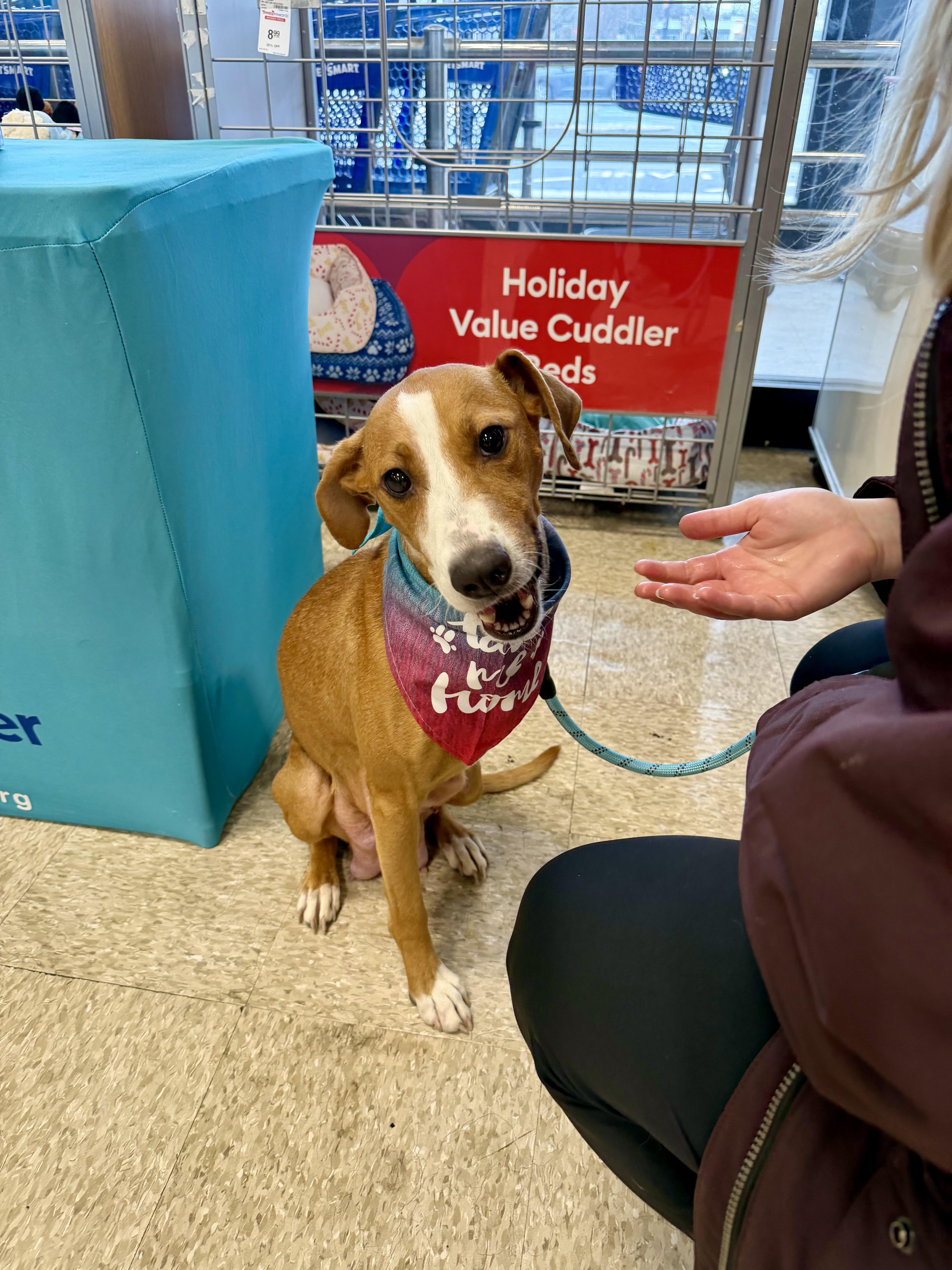 Genevieve, Adoptable, Adult Female Hound.