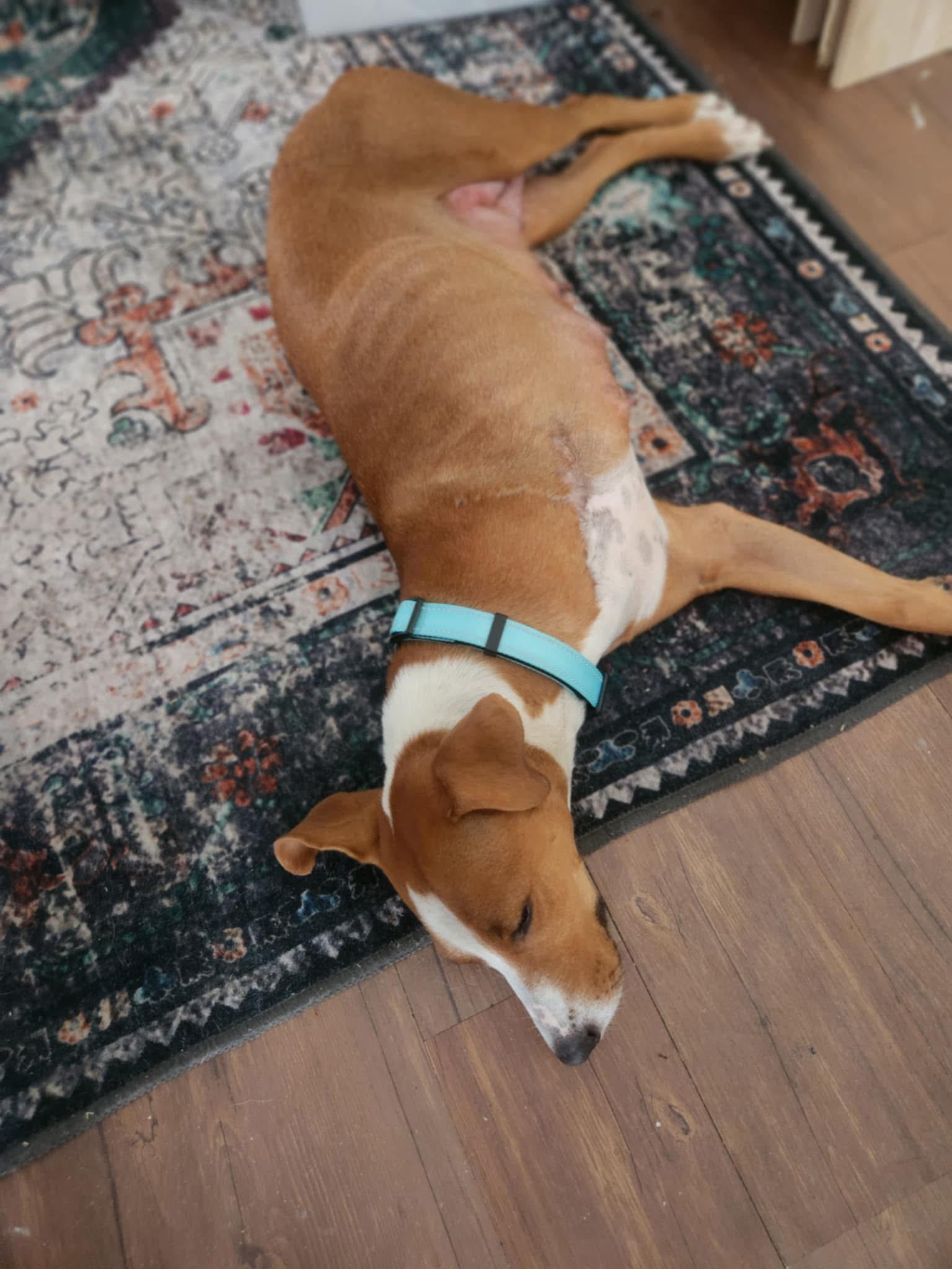 Enlarge Genevieve, a Adoptable mixed breed in Berlin, NJ image 2/3