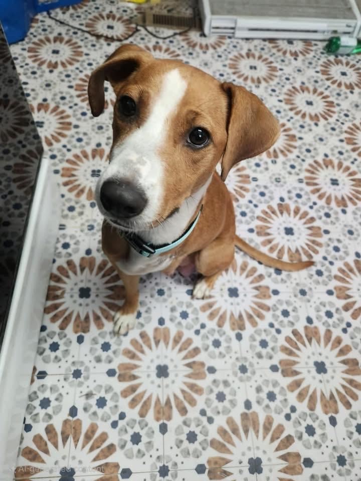 Enlarge Genevieve, a Adoptable mixed breed in Berlin, NJ image 3/3