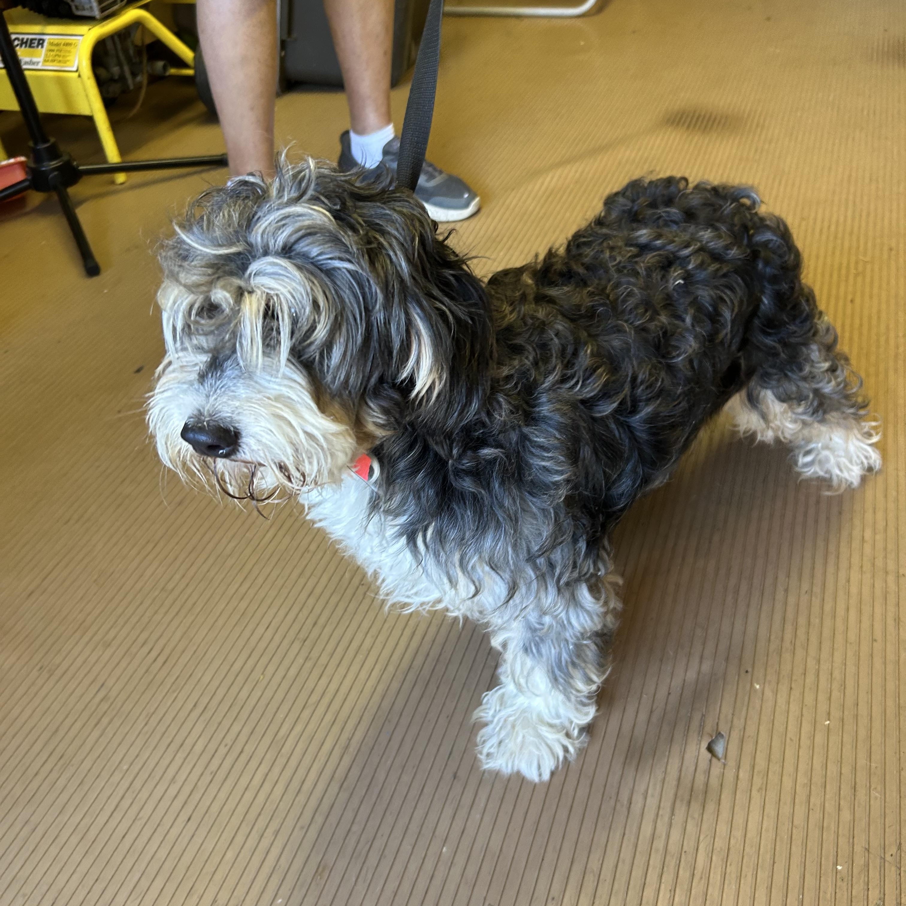 Enlarge GABBY (mini), a Adopted Bernedoodle in Rossford, OH image 2/6