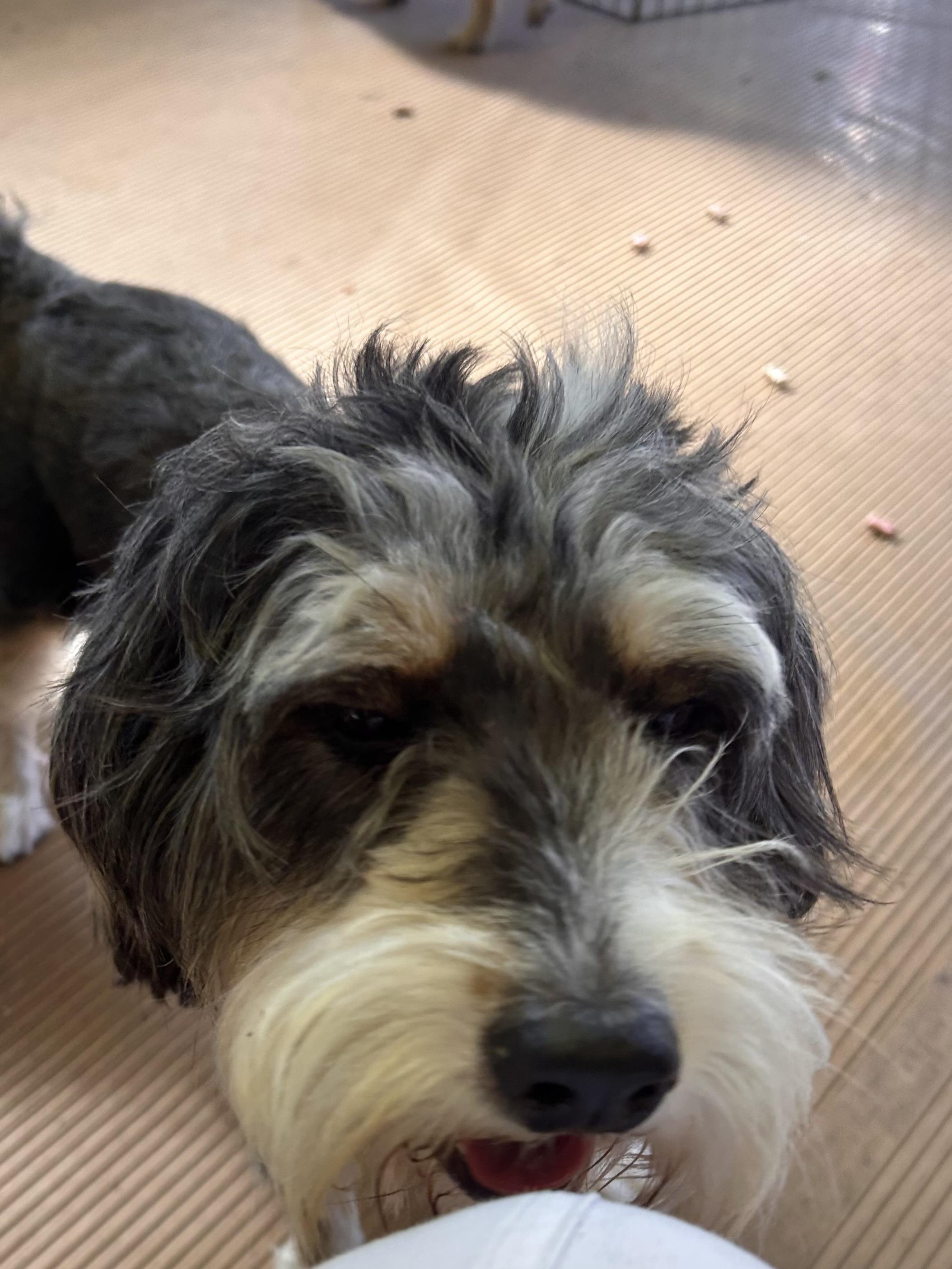 Enlarge GABBY (mini), a Adopted Bernedoodle in Rossford, OH image 5/6