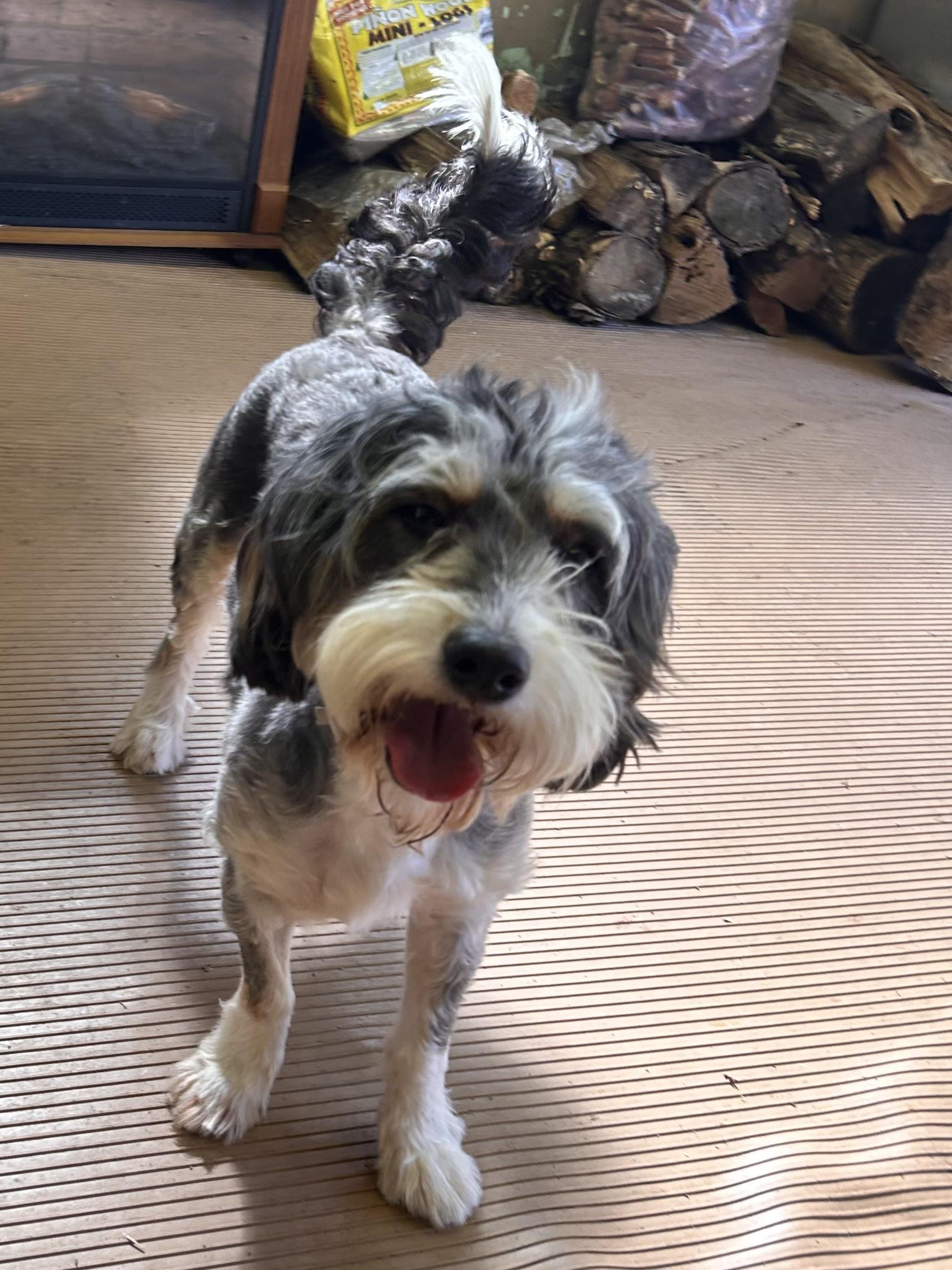 Enlarge GABBY (mini), a Adopted Bernedoodle in Rossford, OH image 4/6