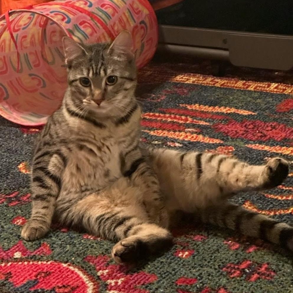 Sally Ride, Adoptable, Kitten Female Domestic Short Hair.