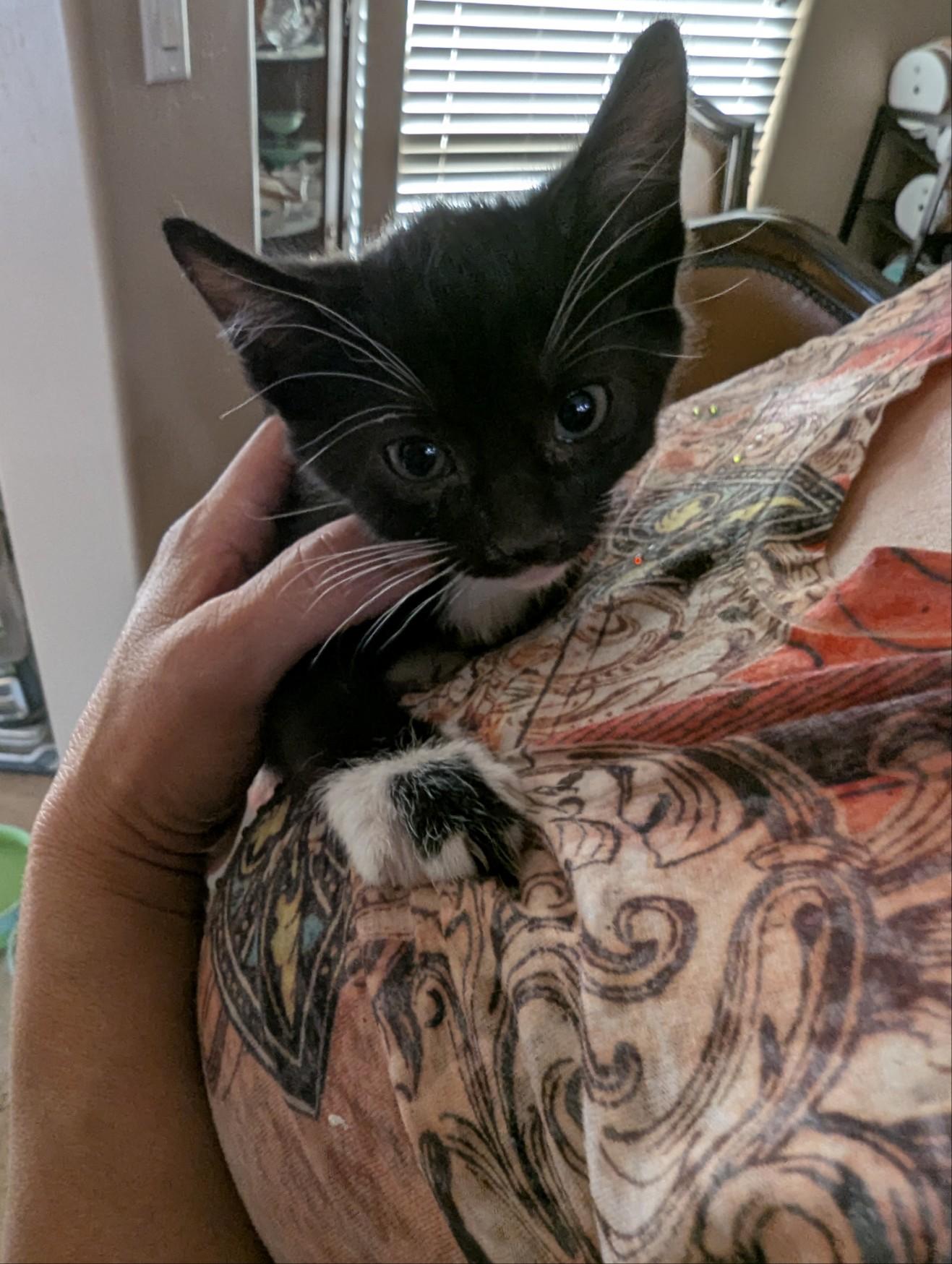 Monroe, a Adoptable American Curl in Bakersfield, CA image 2/3