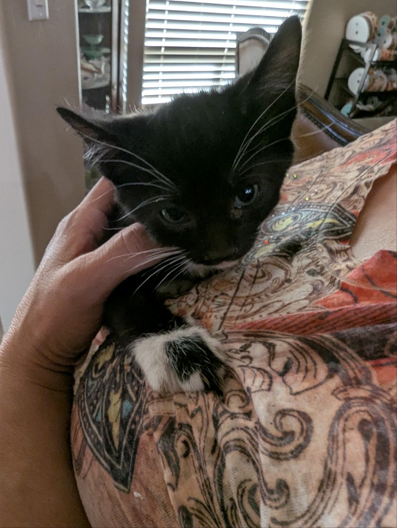 Monroe, a Adoptable American Curl in Bakersfield, CA image 3/3