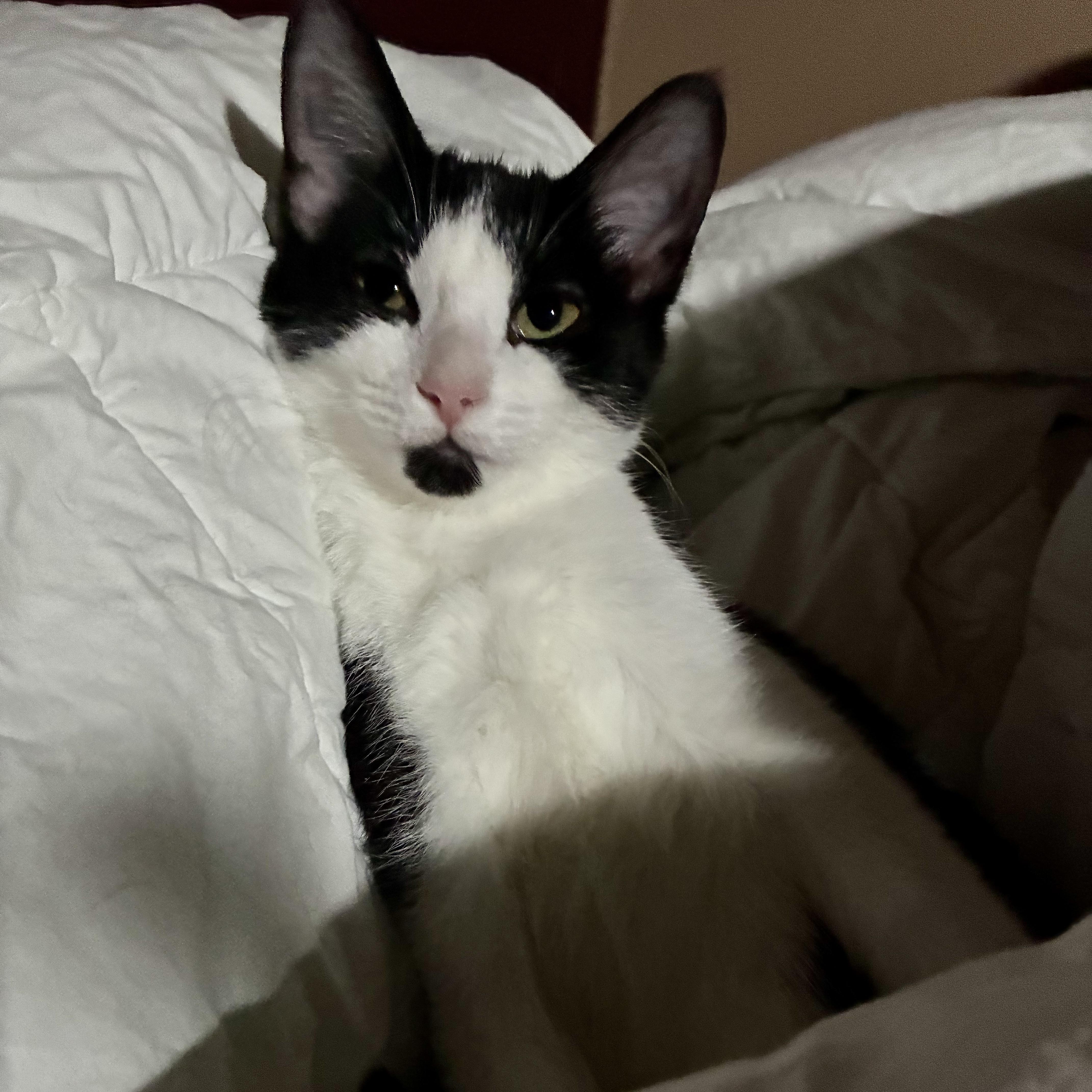 Enlarge Jupiter, a Adoptable American Shorthair in COLORADO SPRINGS, CO image 2/6