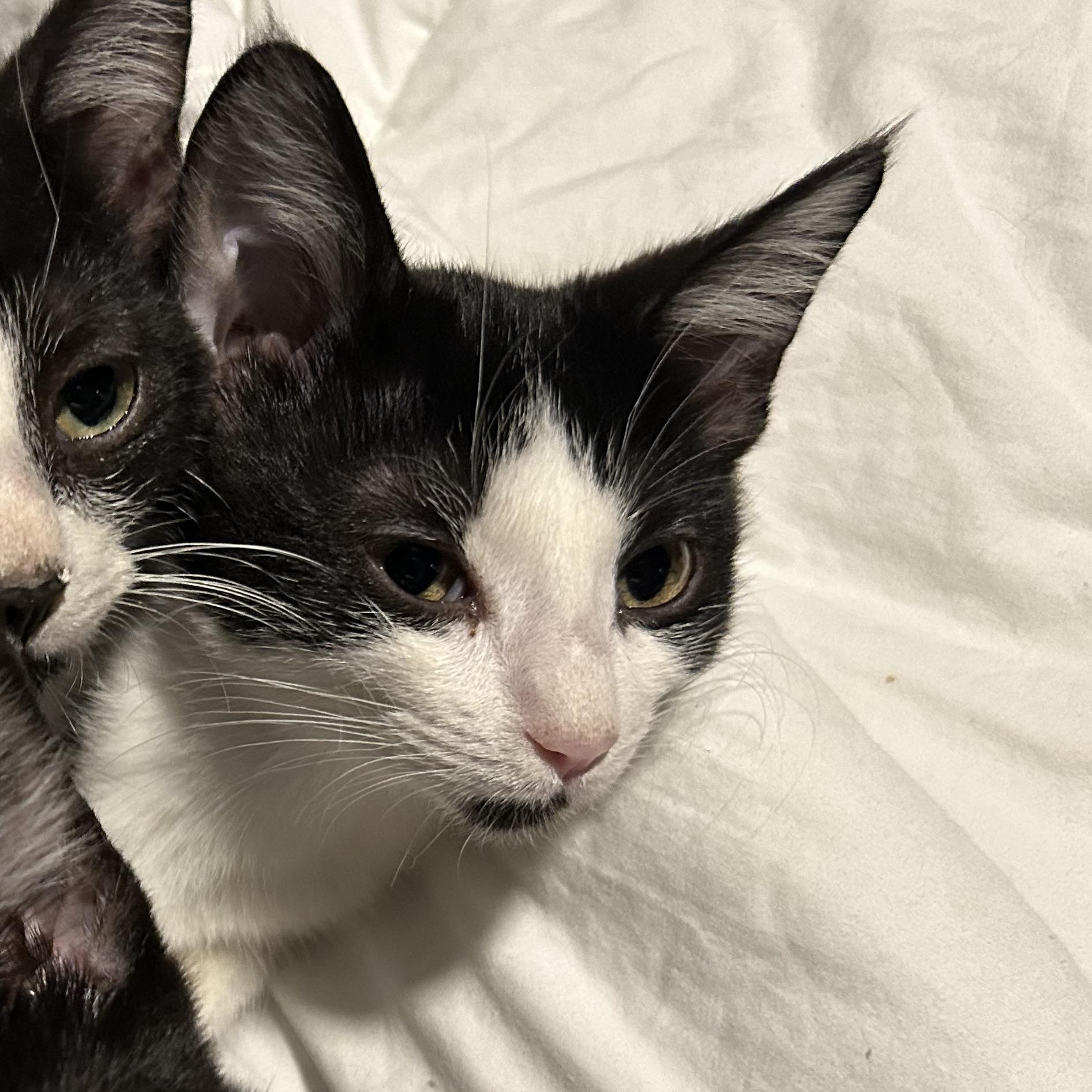 Jupiter, Adoptable, Kitten Female American Shorthair.