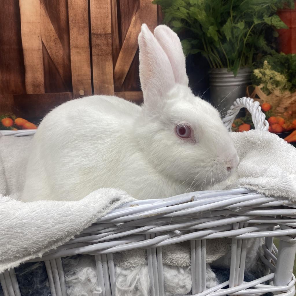 Tina, Adoptable, Adult Female Bunny Rabbit.