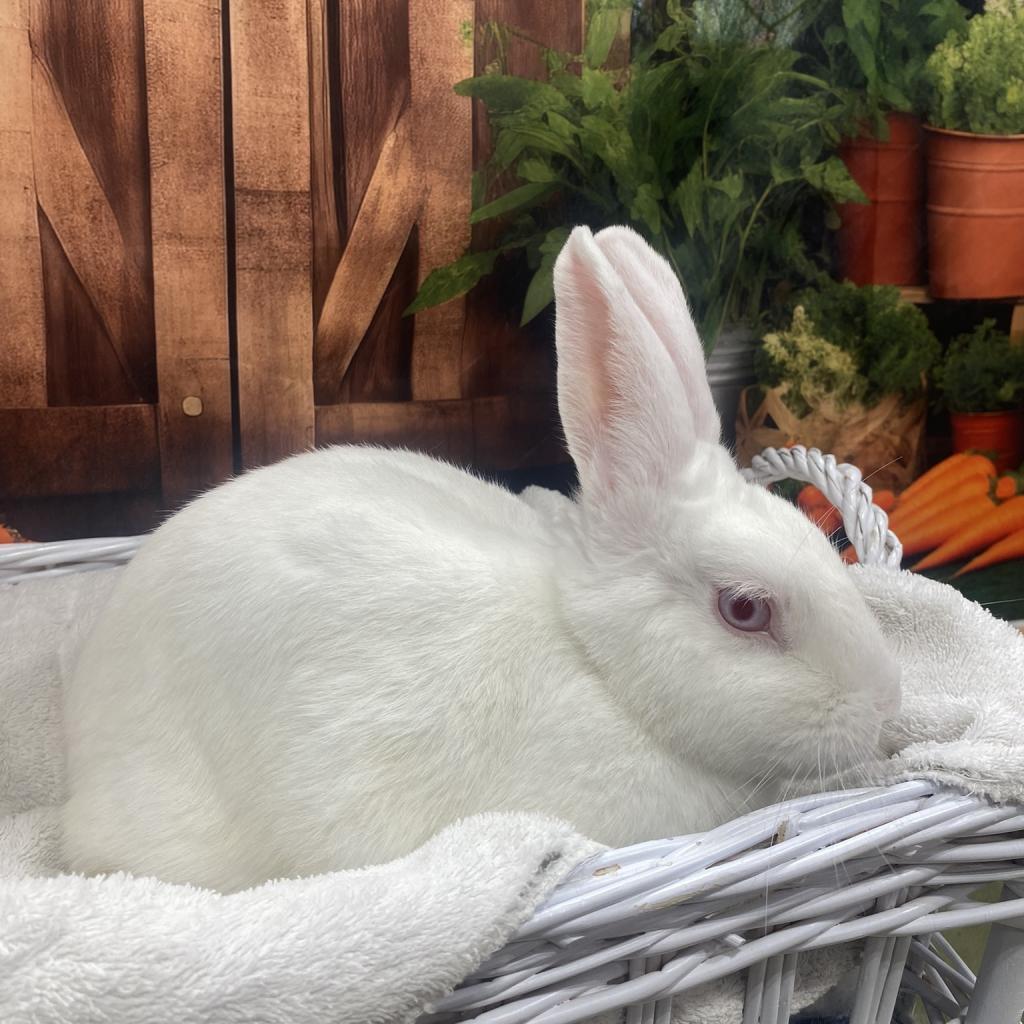 Tina, a Adoptable Bunny Rabbit in Puslinch, ON image 2/6