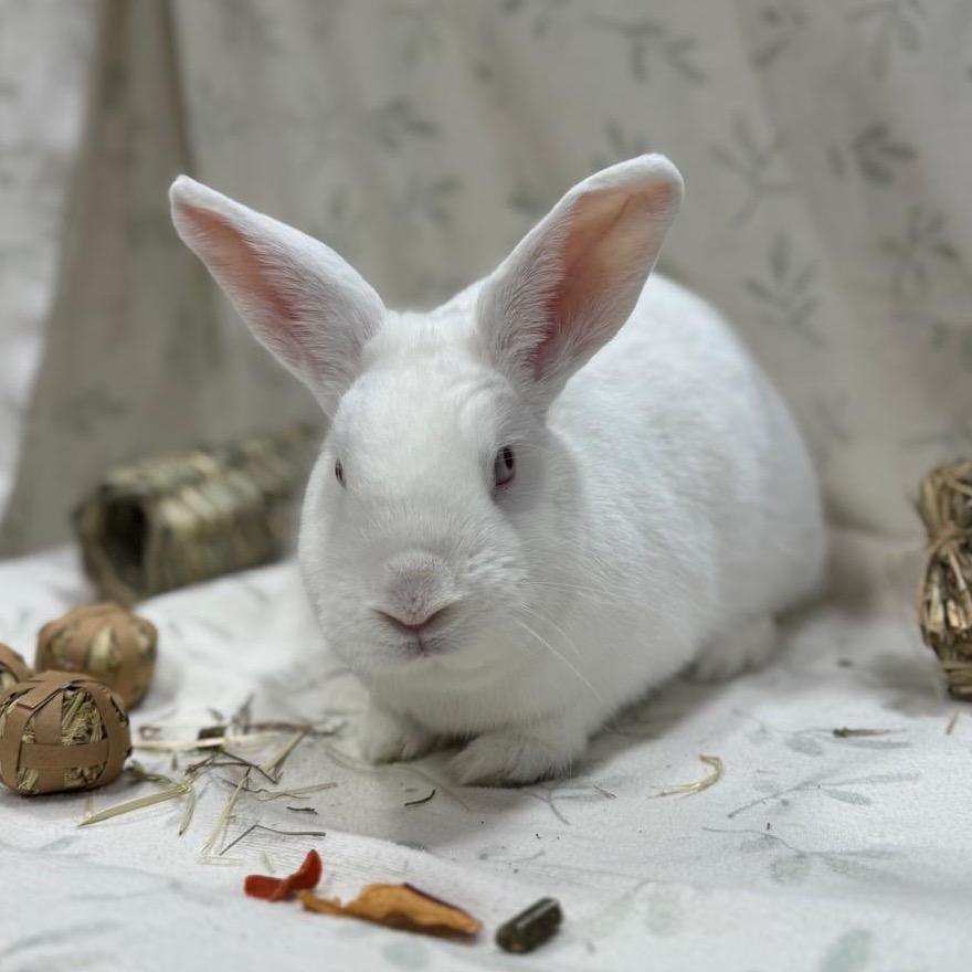 Tina, a Adoptable Bunny Rabbit in Puslinch, ON image 4/6
