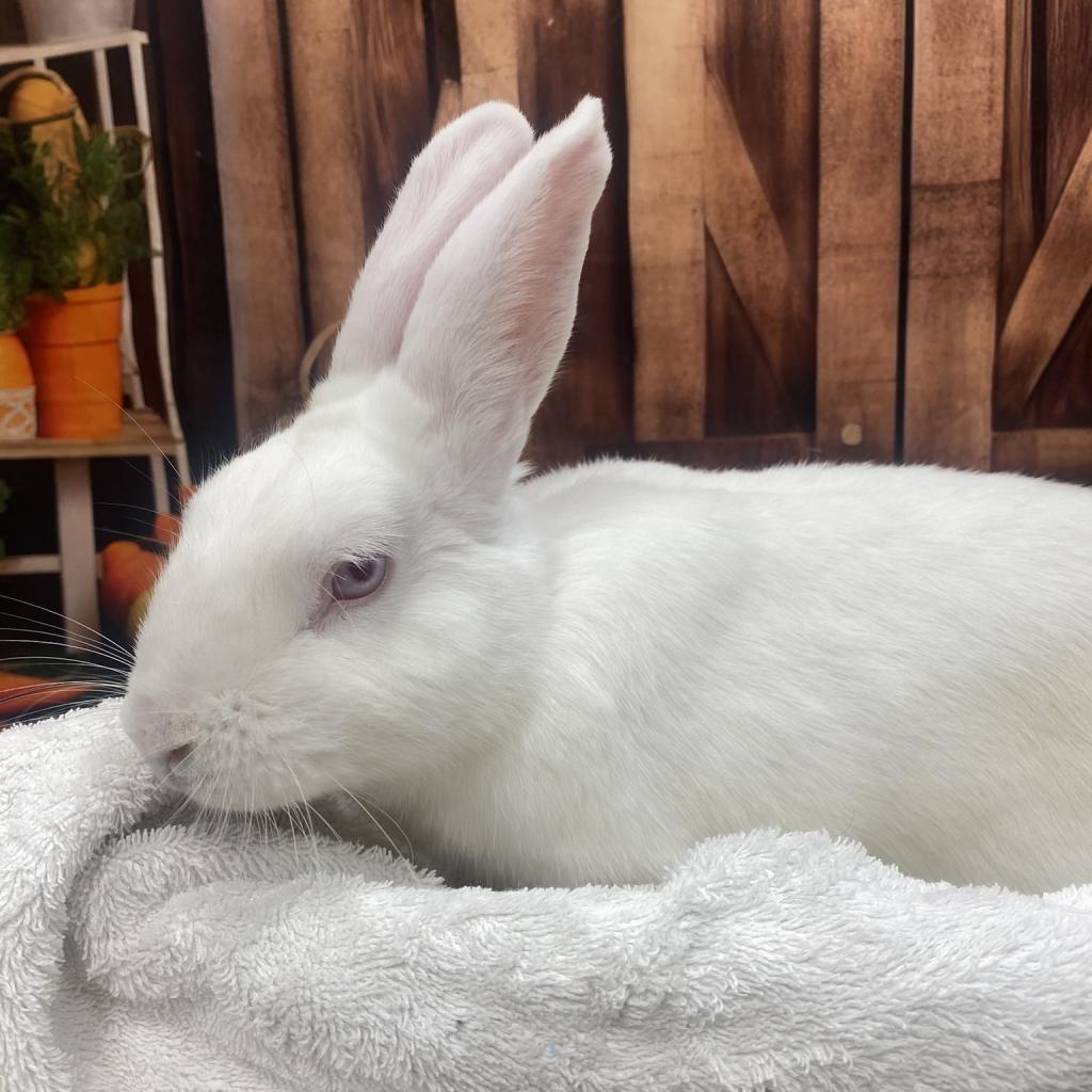 Tina, a Adoptable Bunny Rabbit in Puslinch, ON image 5/6