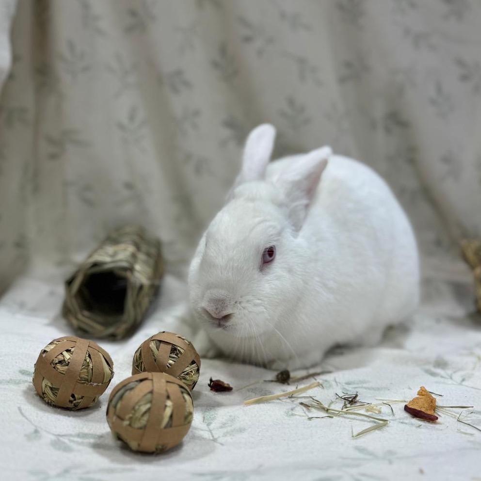 Tina, a Adoptable Bunny Rabbit in Puslinch, ON image 6/6
