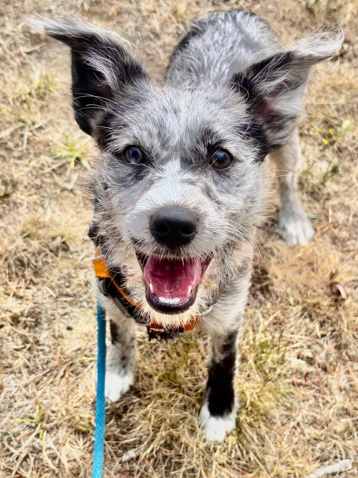 Enlarge Ripley, an adopted mixed breed in Waldport, OR image 2/2