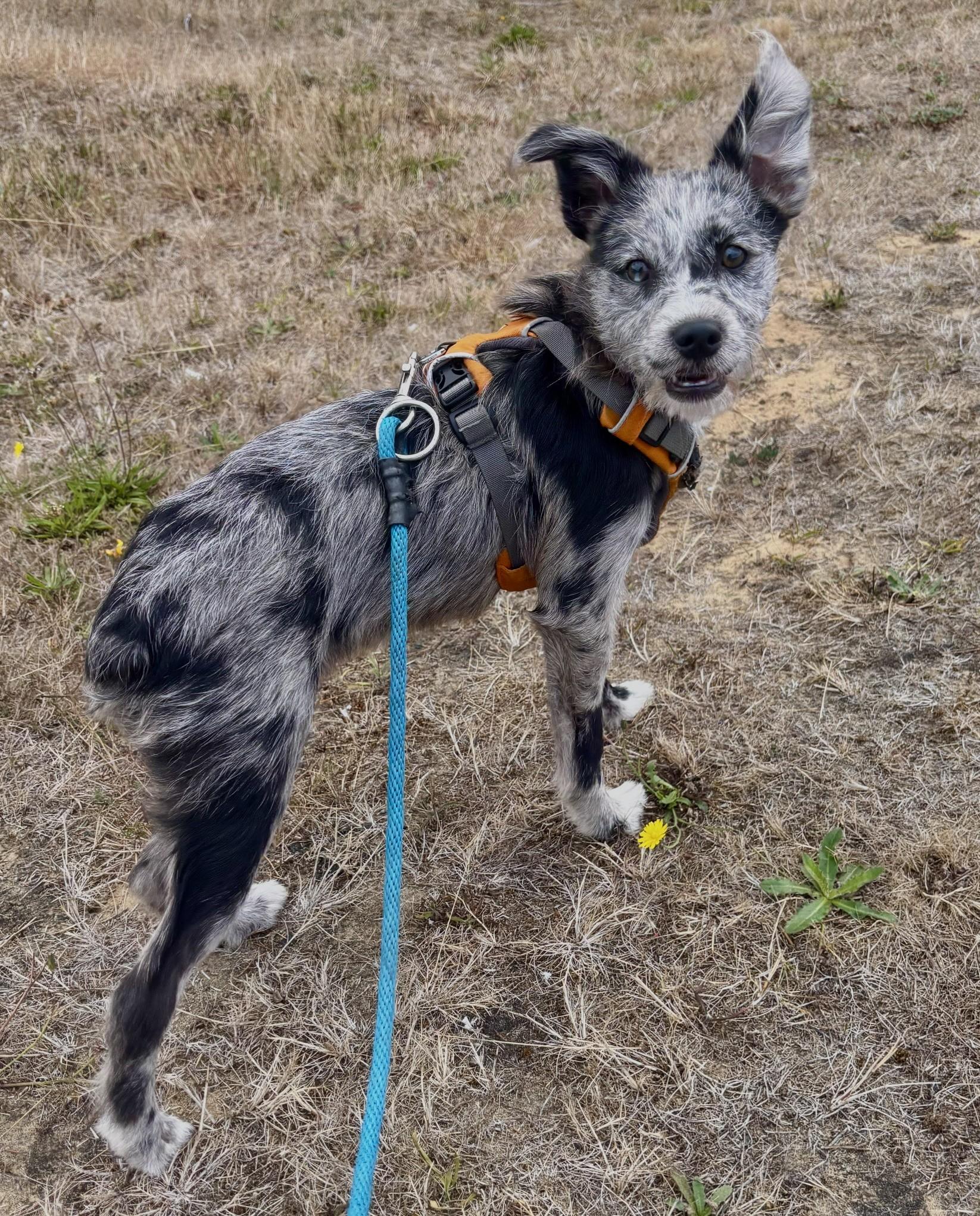Ripley, adopted, Puppy Female Australian Shepherd & Rat Terrier.